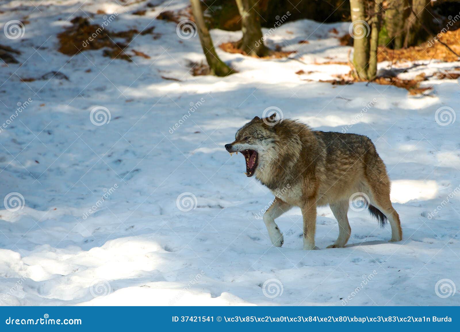 Lobo en la nieve aislada del resto del paquete