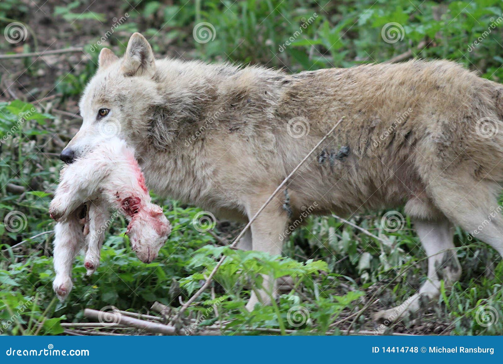 Lobo con la presa foto de archivo. Imagen de animal, piel - 14414748