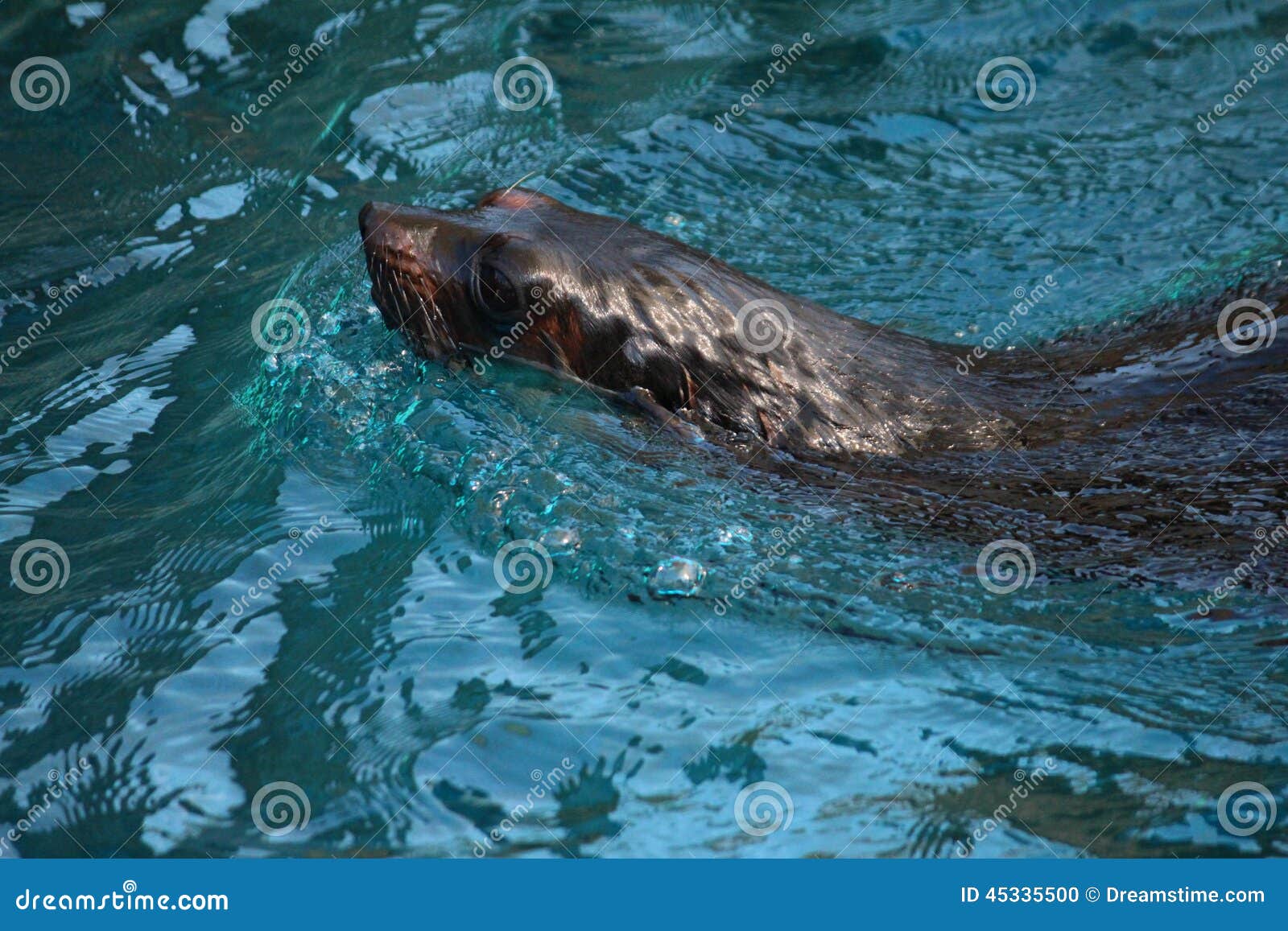 Lobo de mar 2. Um leão de mar que toma uma nadada