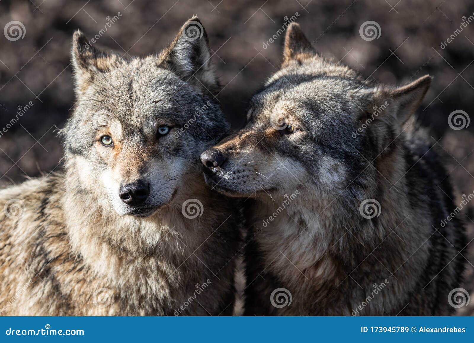 Lobo gris dos enamorados imagen de archivo. Imagen de cautivo - 173945789