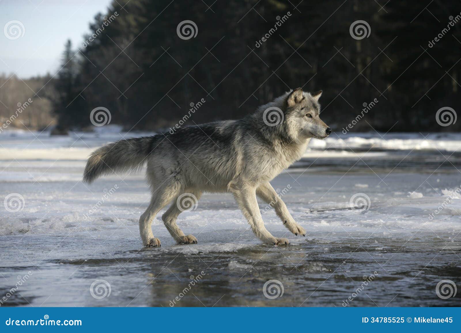 Lobo gris, lupus de Canis, solo mamífero en nieve,