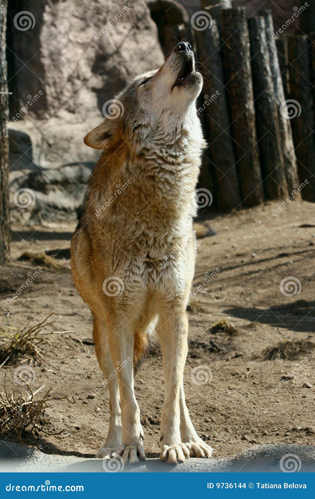 Lobo gris que grita en un parque zoológico