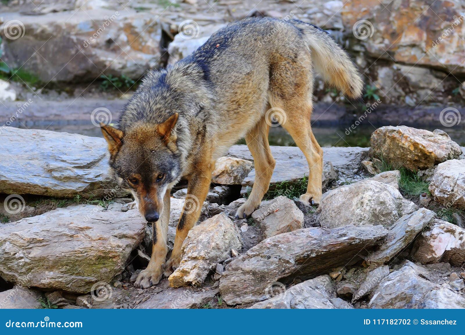 Lobo ibérico. El natural ibérico del lobo a la península ibérica odió por los granjeros que casi llevaron a la extinción