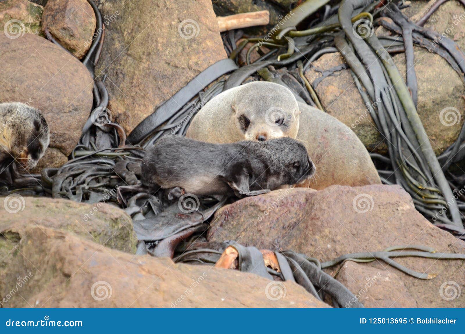 Lobo-marinho Com Filhotes De Cachorro Imagem de Stock - Imagem de turismo,  oceano: 125013695, image size:1600x1150