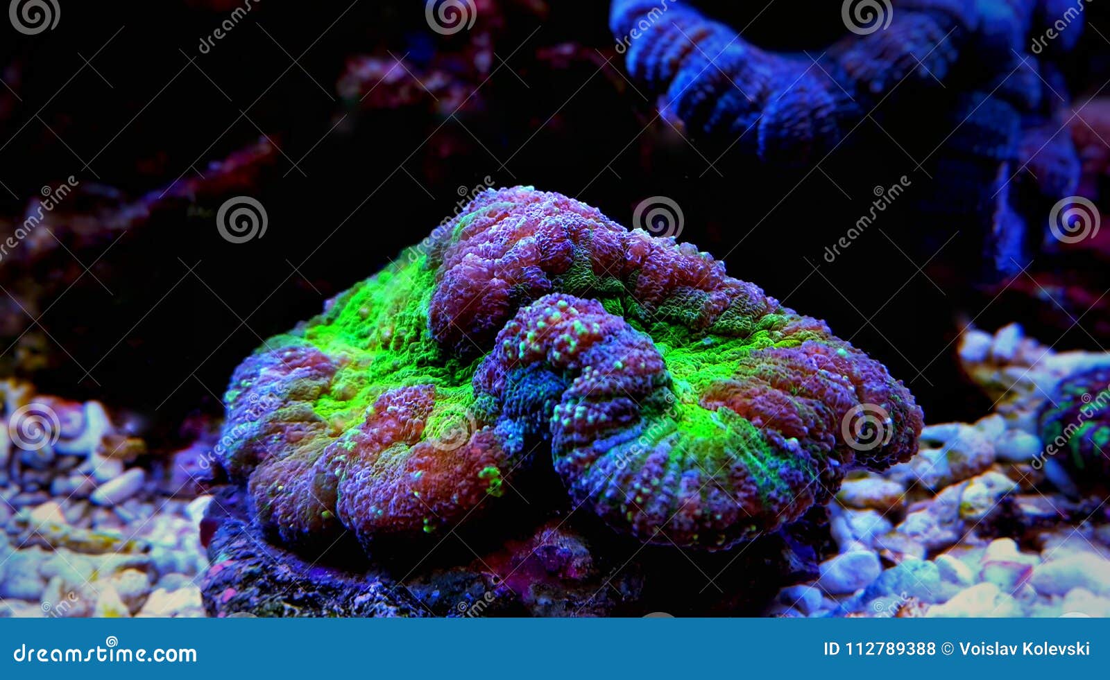 Brain LPS Coral, Lobophyllia Hemprichii Stock Photo - Image of coral ...