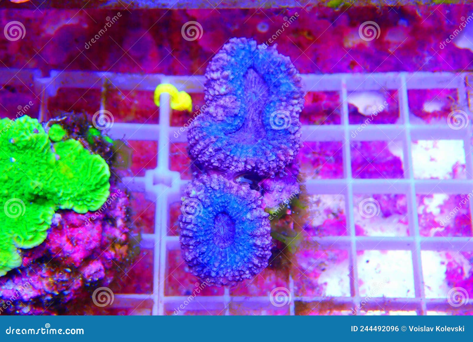 lobophyllia brain lps coral in reef aquarium tank