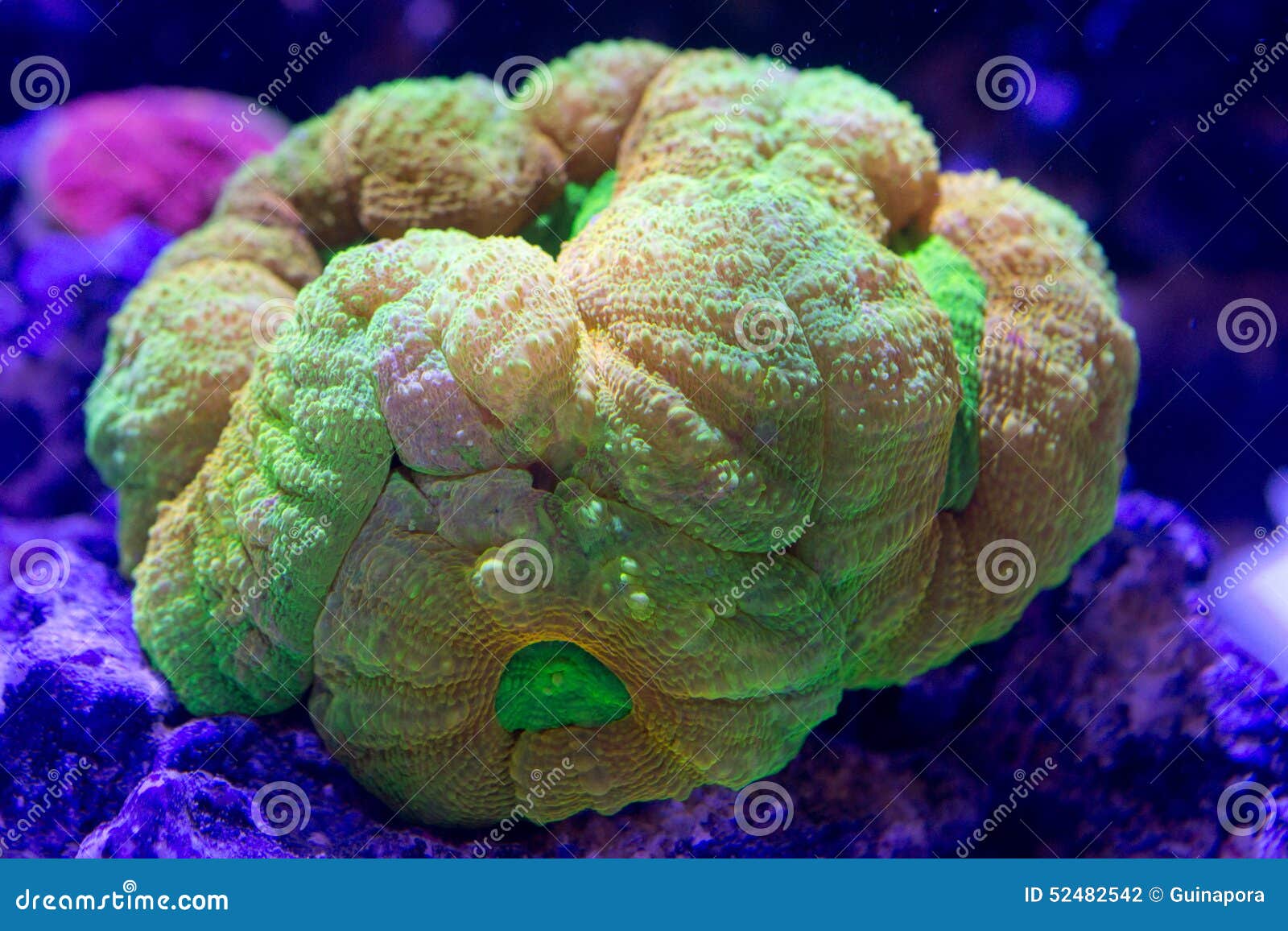 Lobophyllia Colony stock photo. Image of aquariums, reef - 52482542