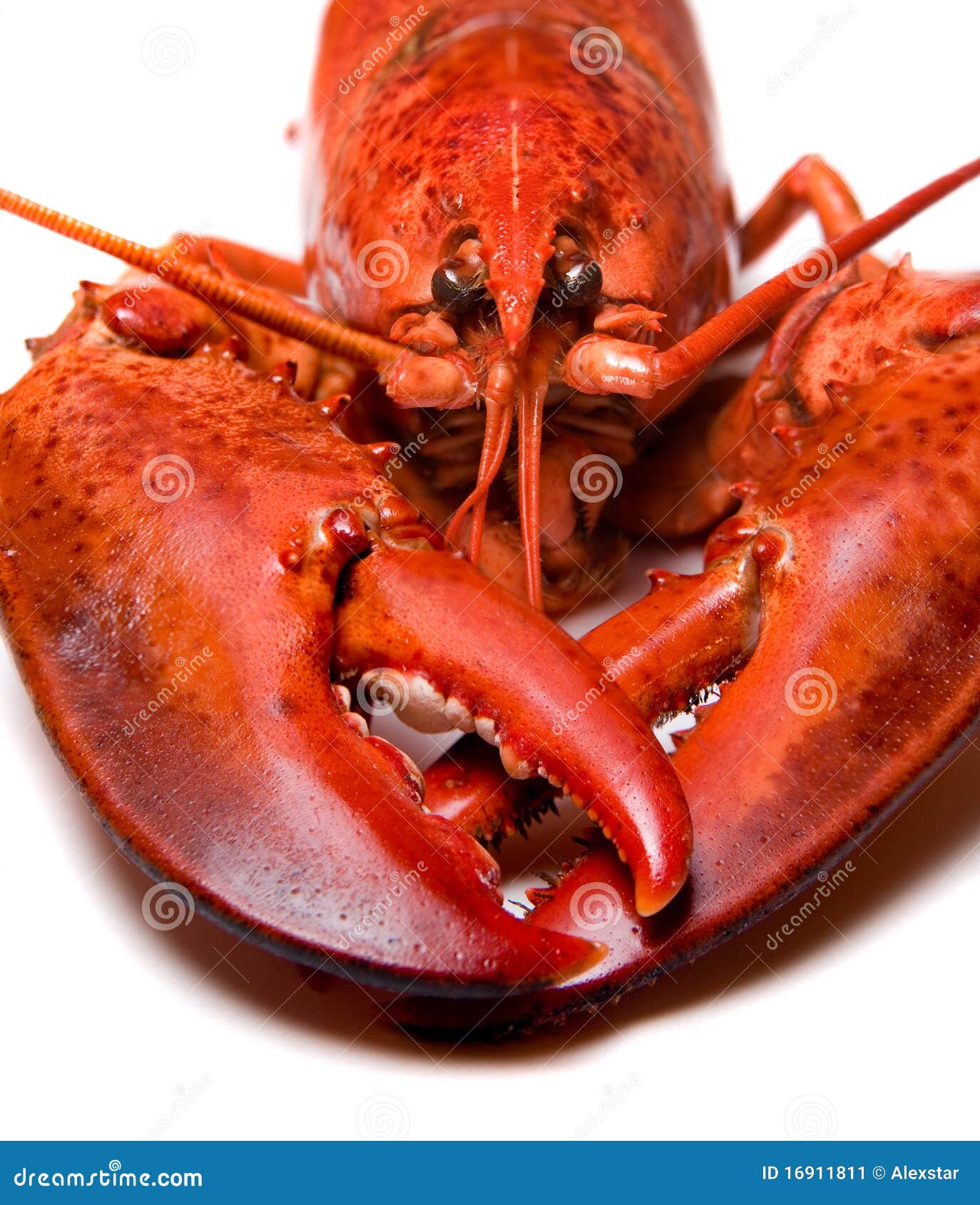 Lobster stock image. Image of food, boiled, crustacean 16911811