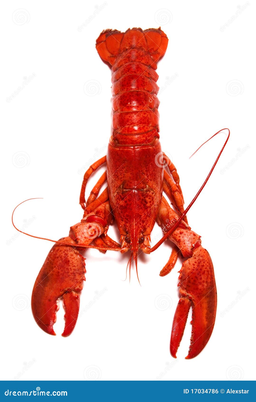 Lobster stock photo. Image of body ...