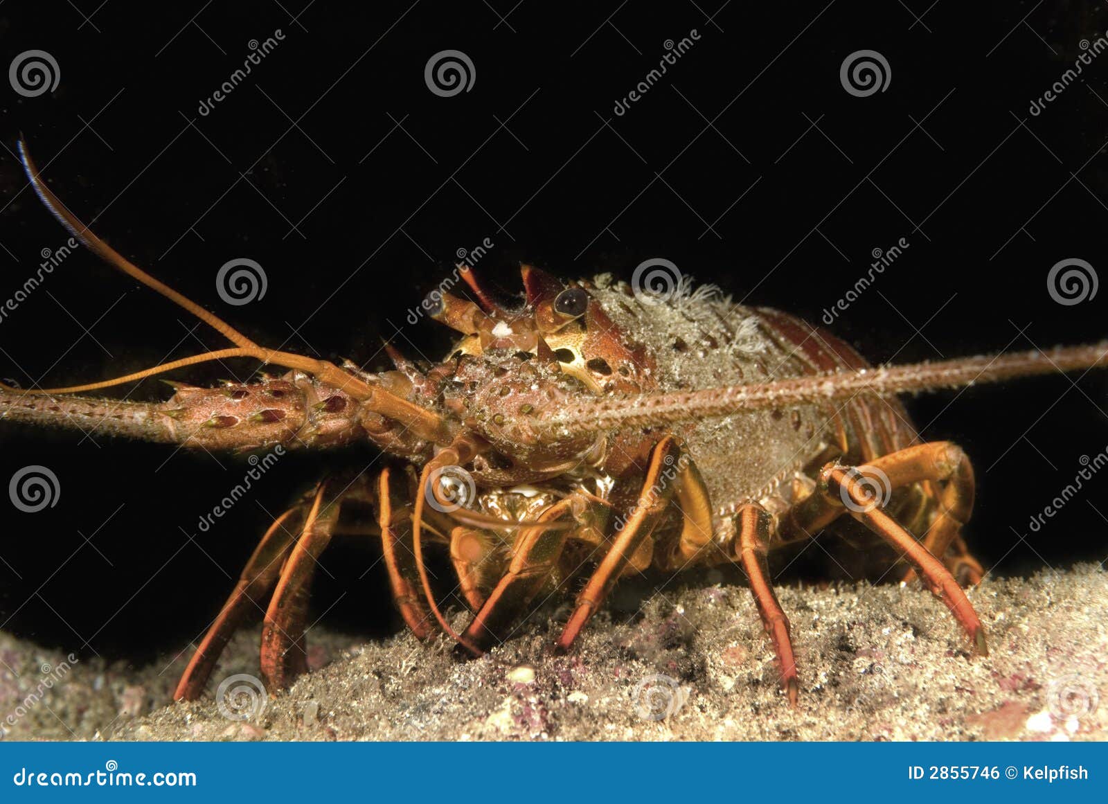Lobster stock photo. Image of ocean, delicacy, underwater Biology Diagrams
