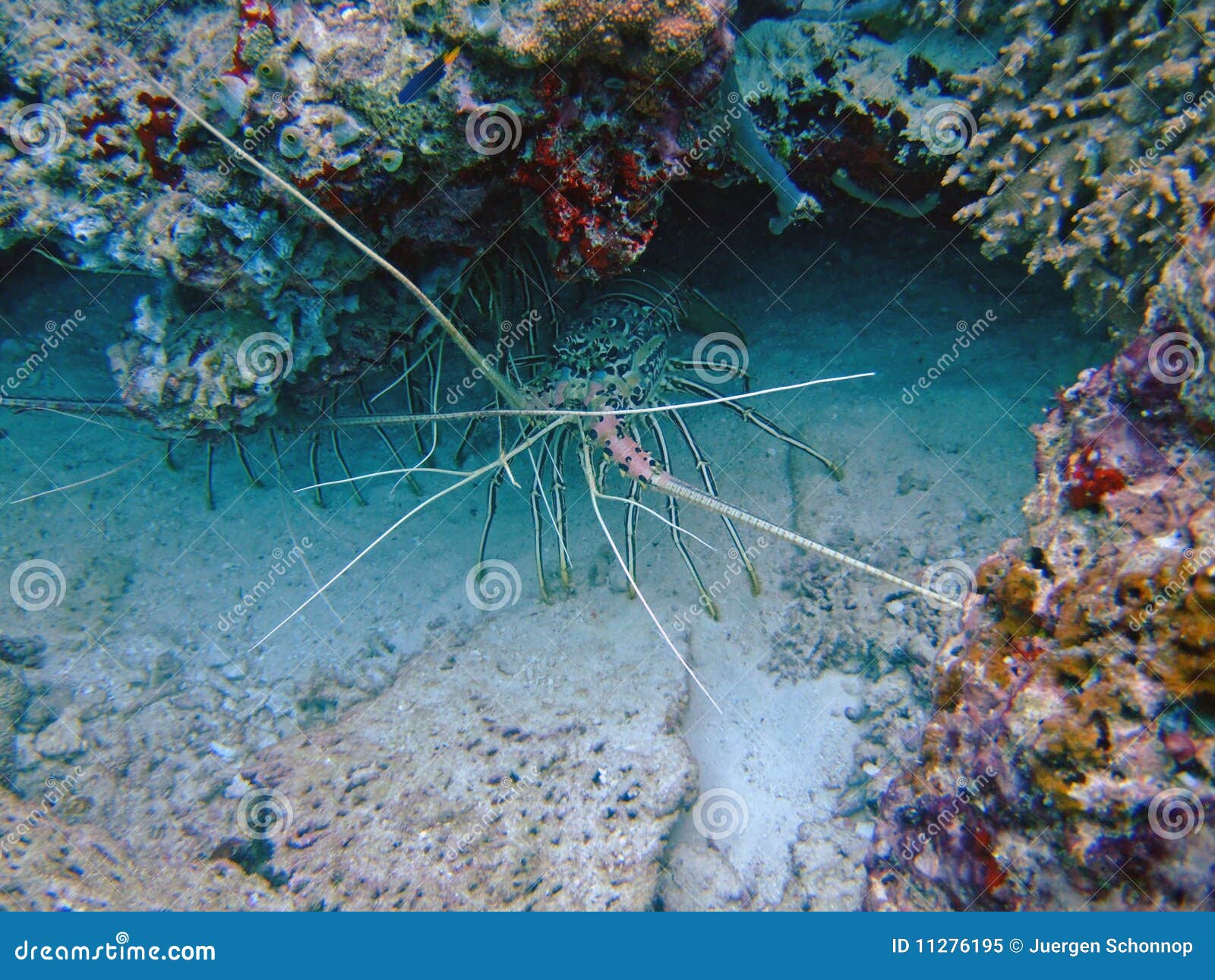 Lobster in a cave stock image. Image of marine, colorful 11276195