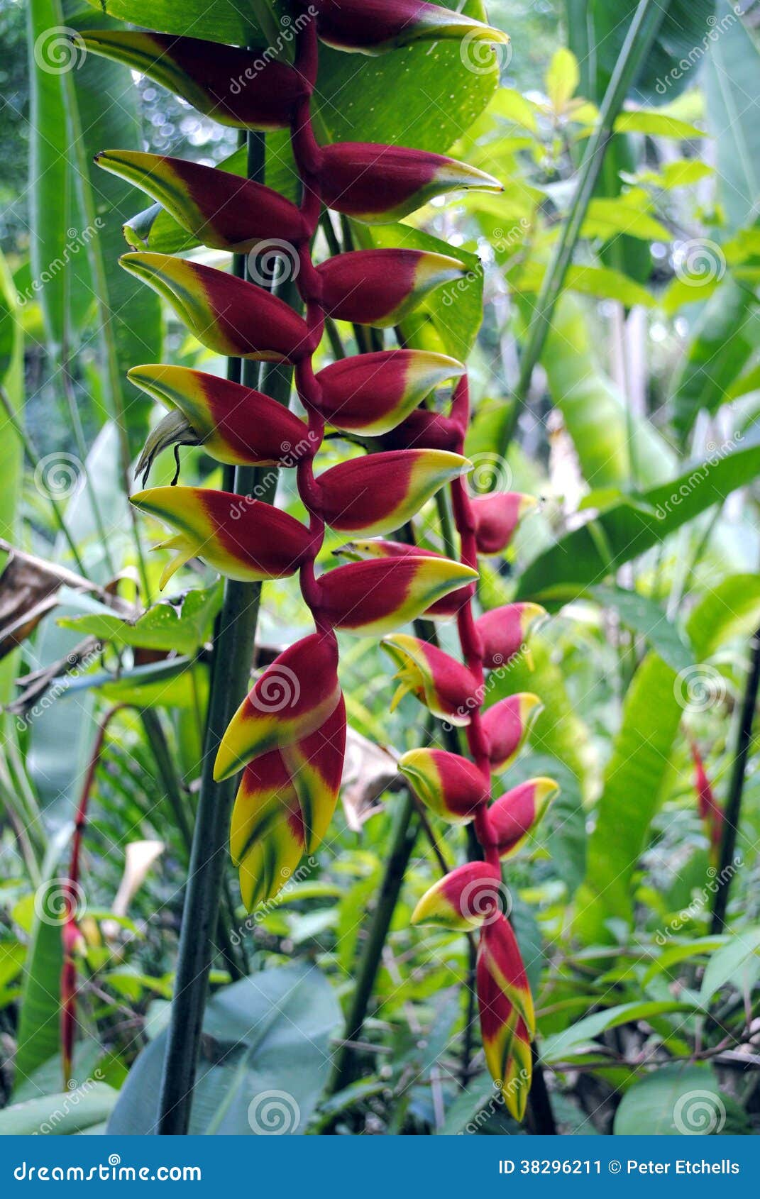 Lobster Claw stock image. Image of flower, horticultural 38296211