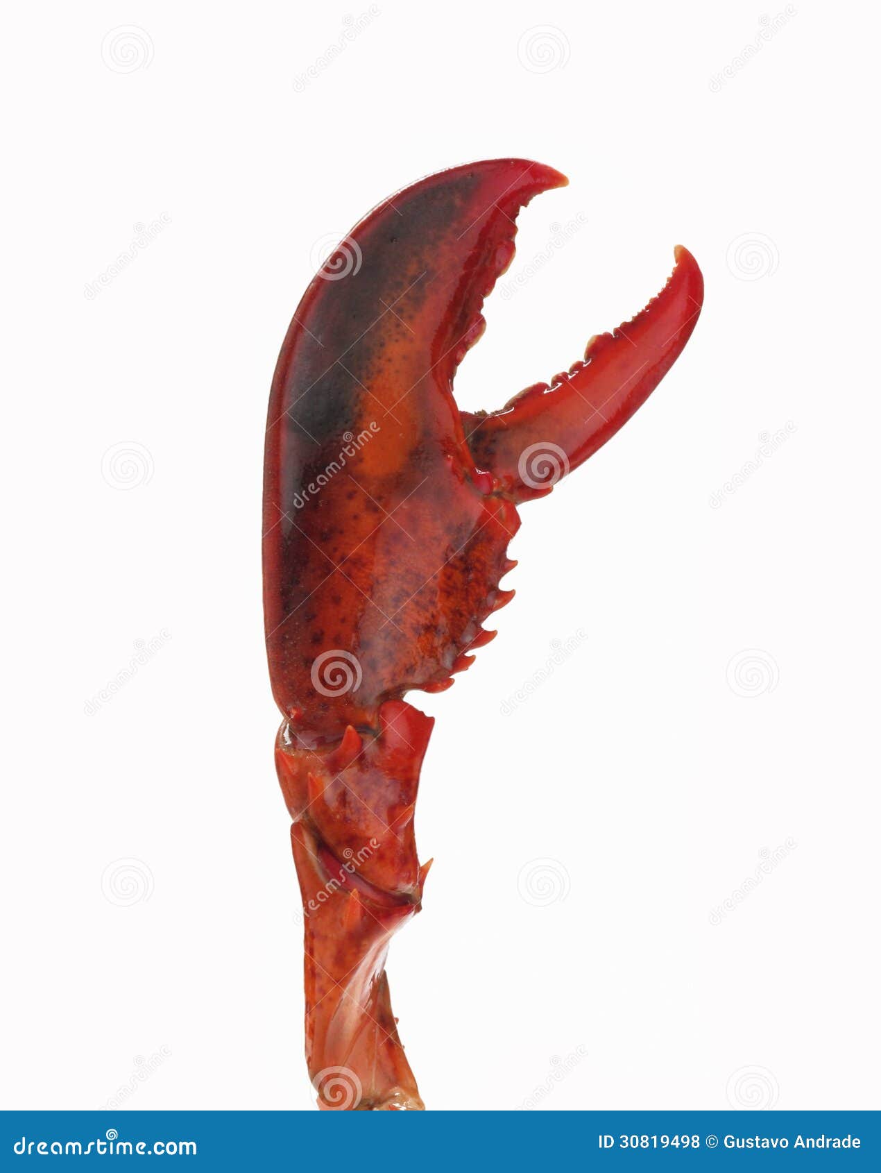 Lobster claw stock photo. Image of crab, lobster, clamp - 30819498