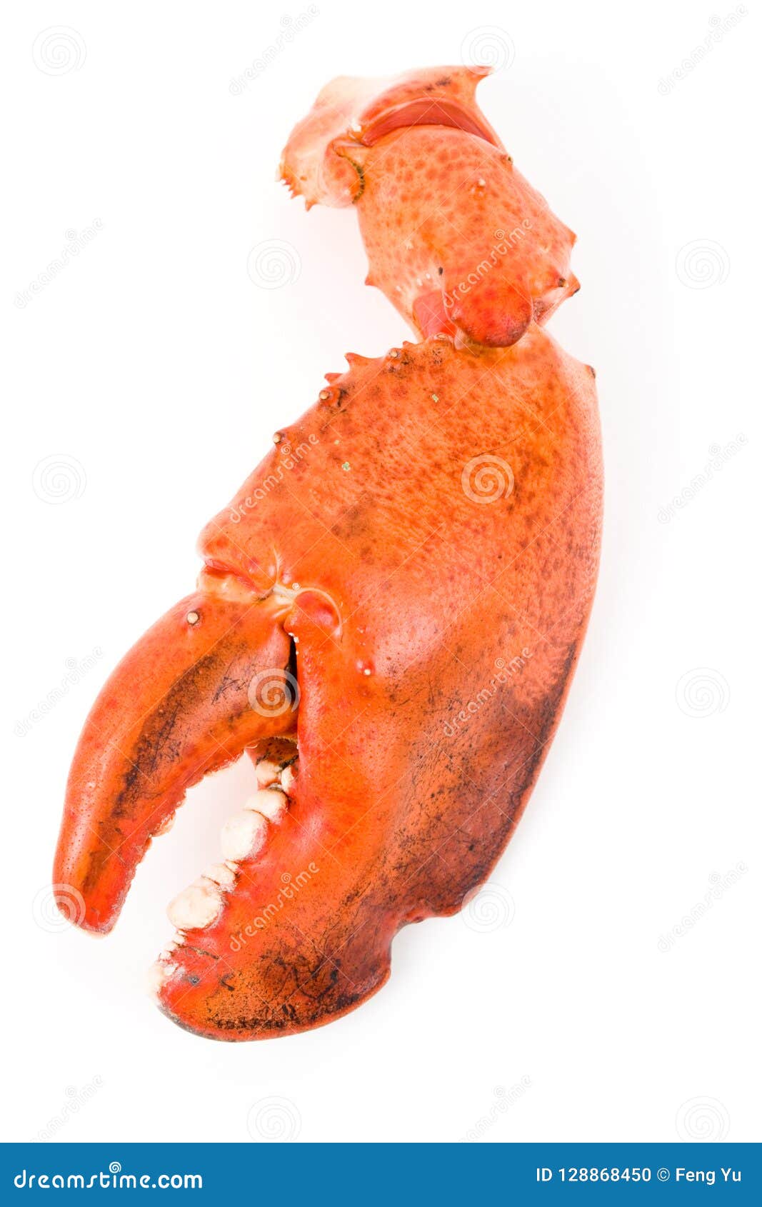 A Lobster Claw Stock Photo Image Of Closeup Lobster 128868450