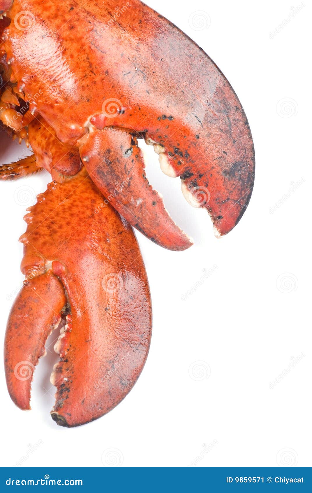 Lobster Claws stock image. Image of crustaceans, isolated - 9859571