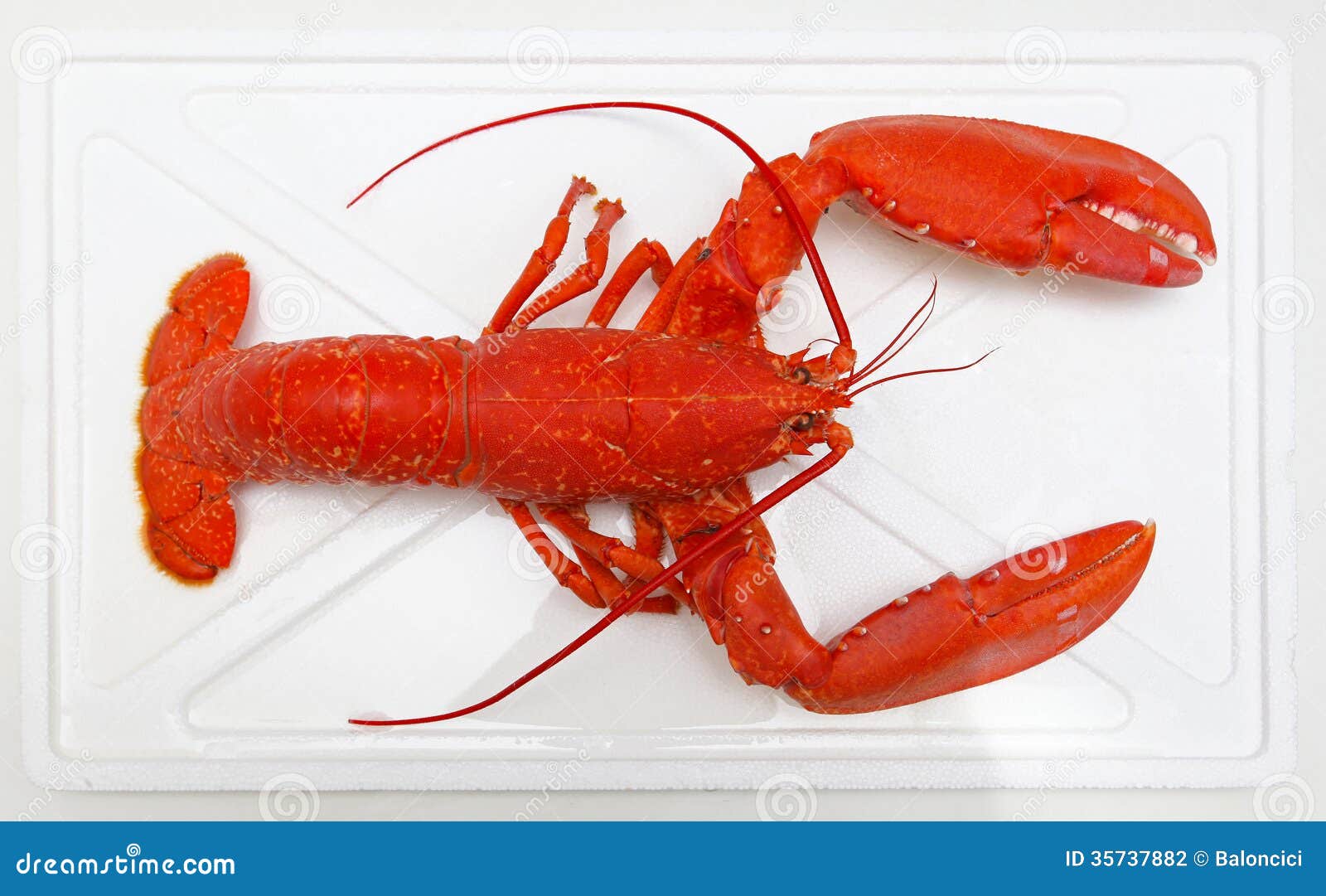 Lobster stock photo. Image of food, seafood, cooked, marine 35737882