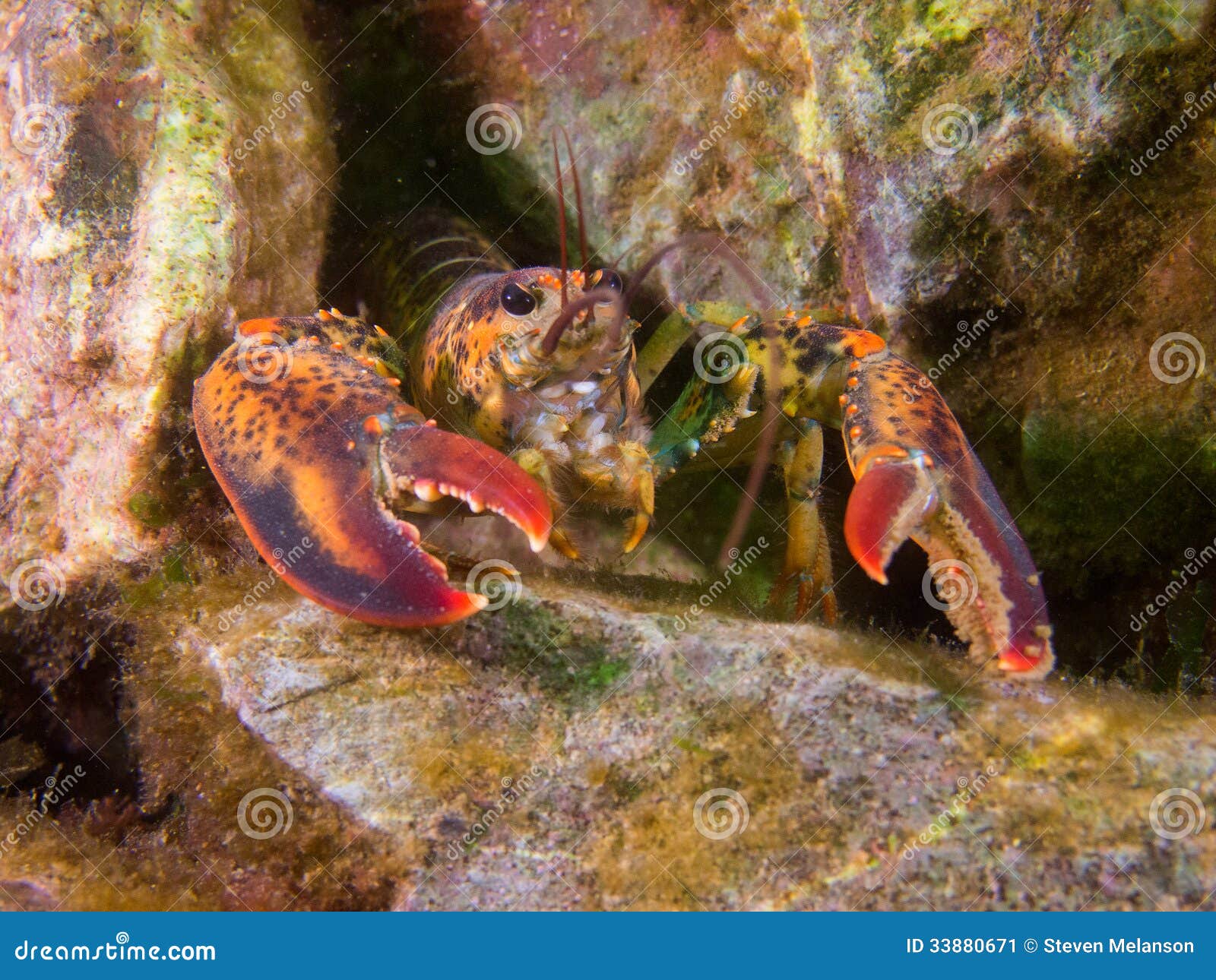 Lobster in coral reef stock image. Image of marine, lobster 33880671