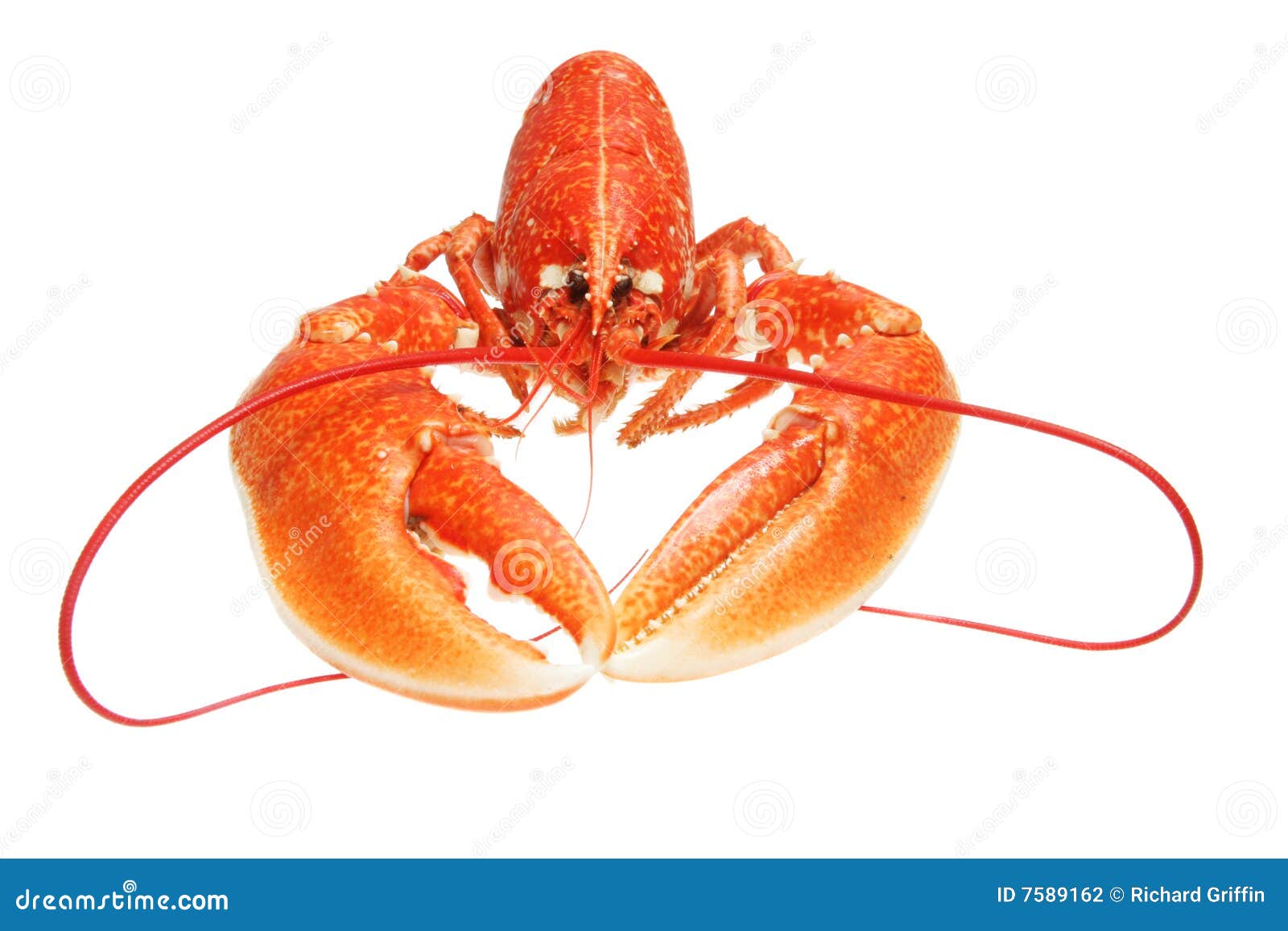 Lobster front view stock photo. Image of shell, claw, lobster 7589162