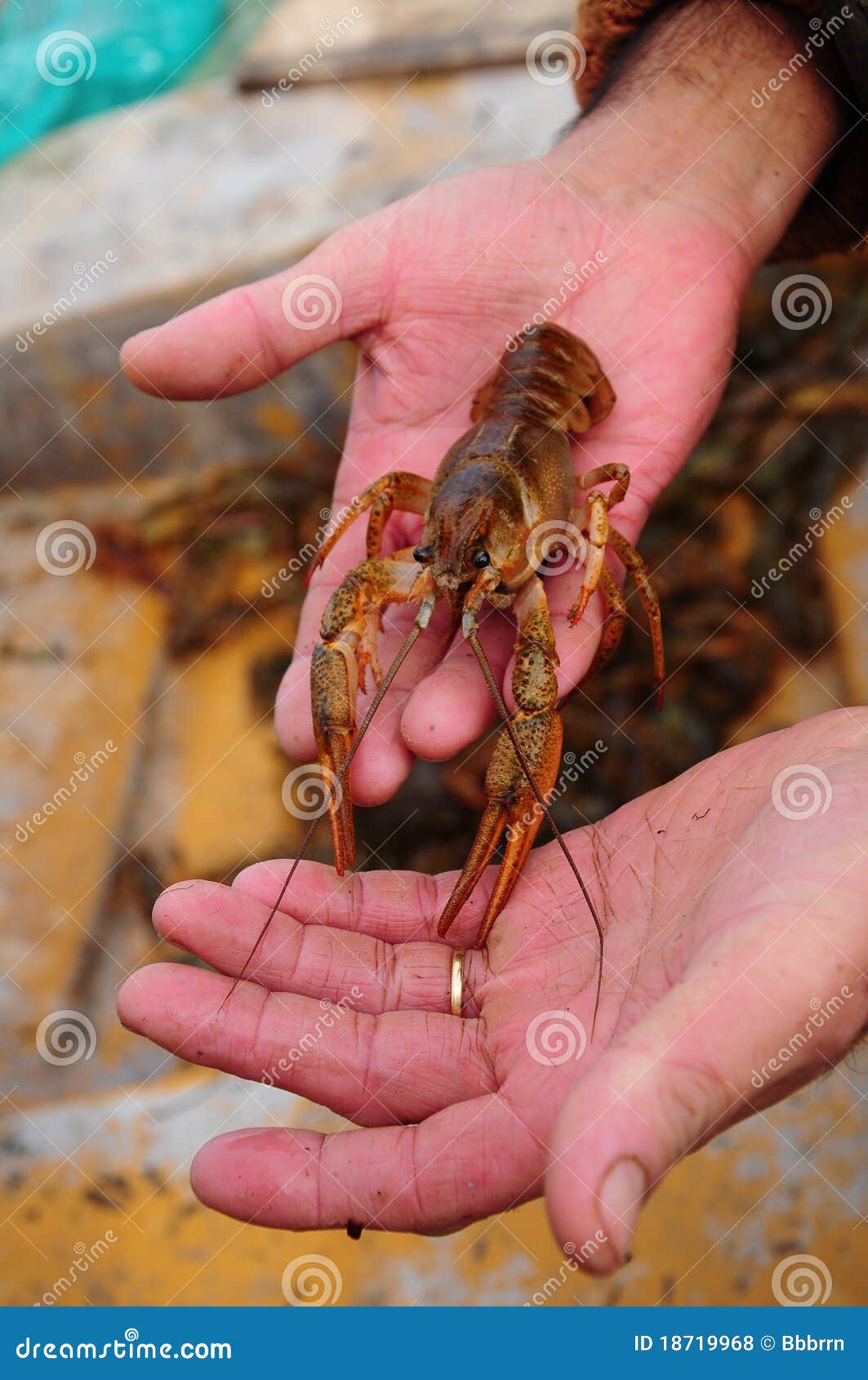 Lobster On Hand Royalty Free Stock Photos Image 18719968