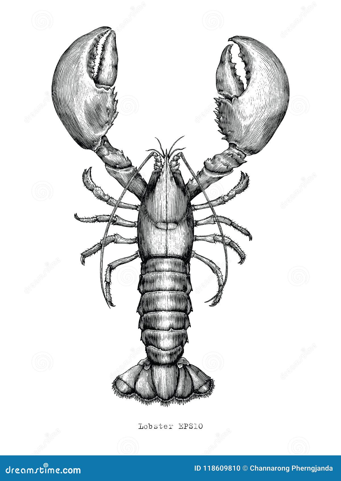 lobster hand drawing vintage engraving 