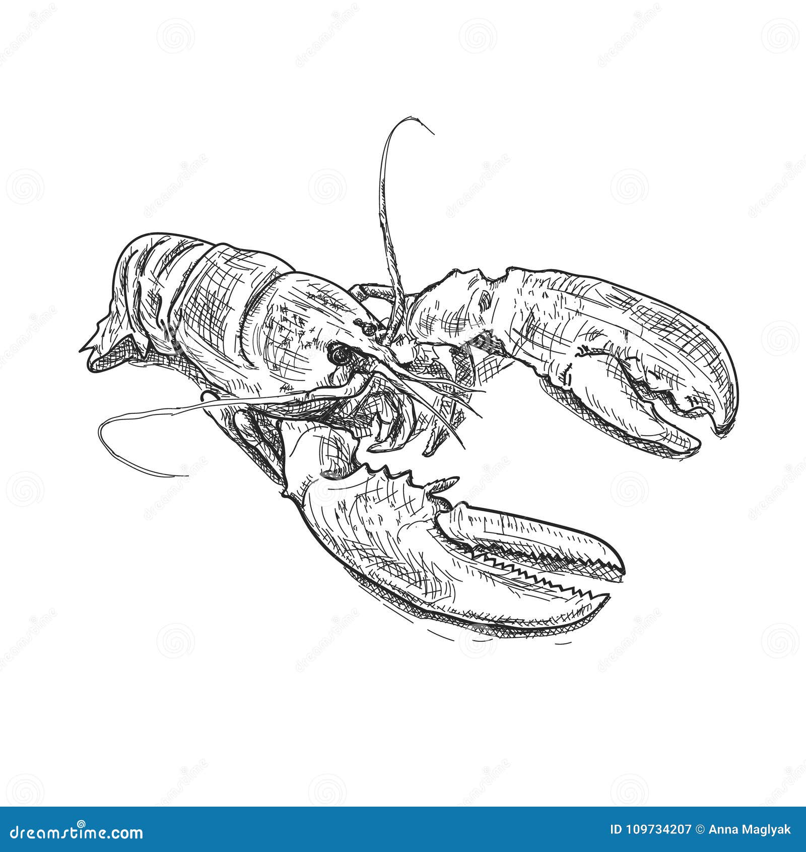 Lobster Drawing by Clint Hansen  Pixels