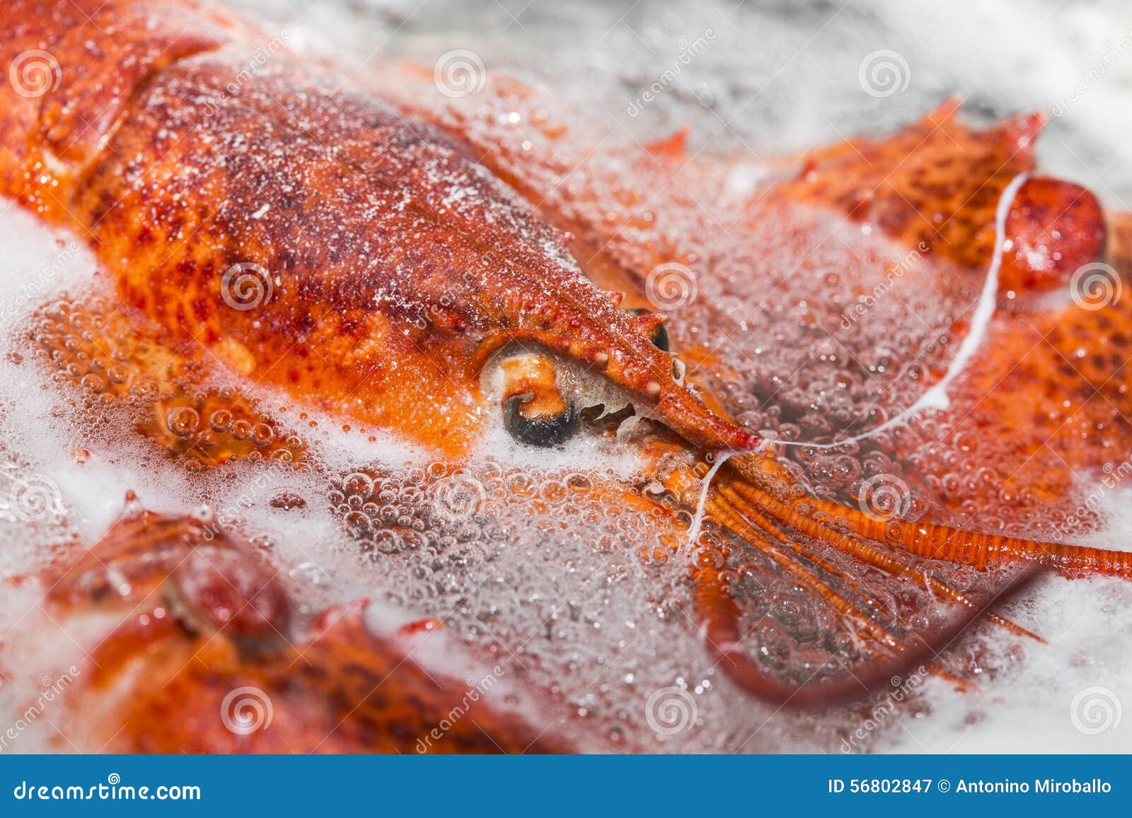 Lobster in hot water stock image. Image of freshness 56802847