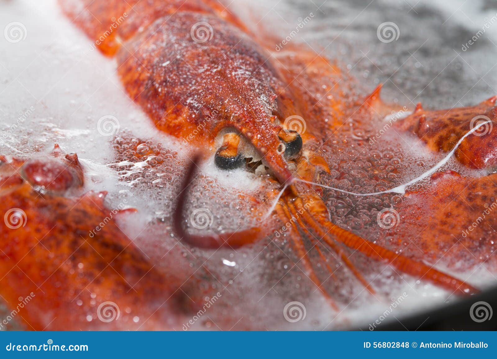 Lobster in hot water stock photo. Image of claws, shellfish 56802848