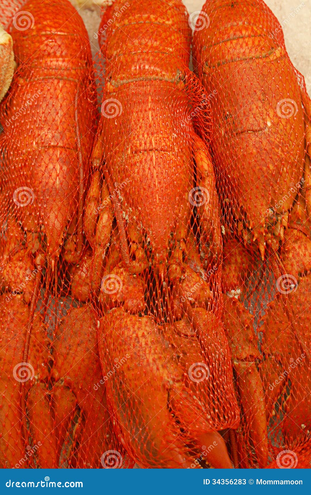 Lobster on Ice stock image. Image of bunch, east, food - 34356283