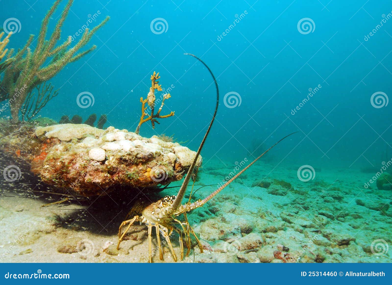 Lobster In Ocean Stock Photo Image 25314460