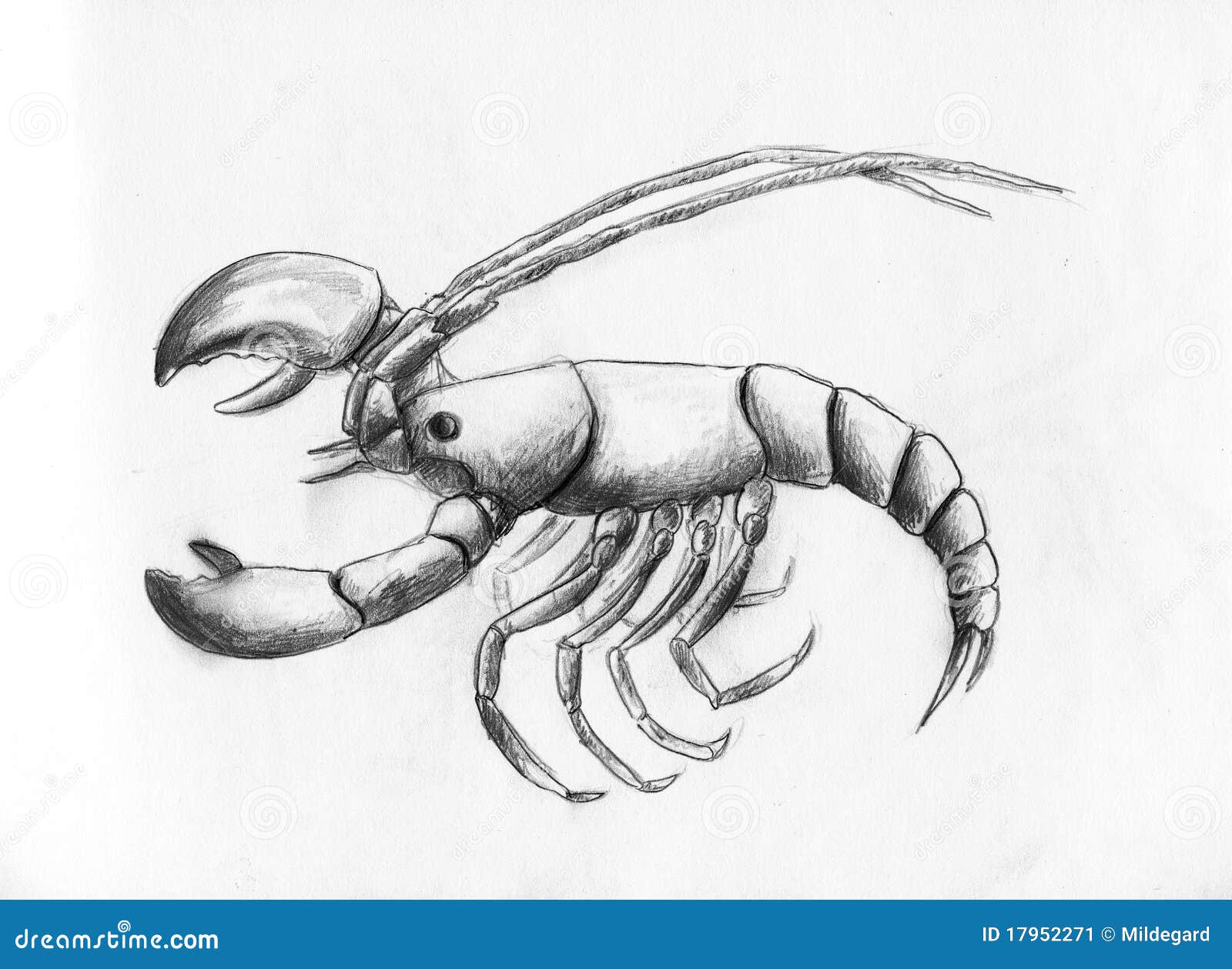Lobster Sketch Vector Images over 1900