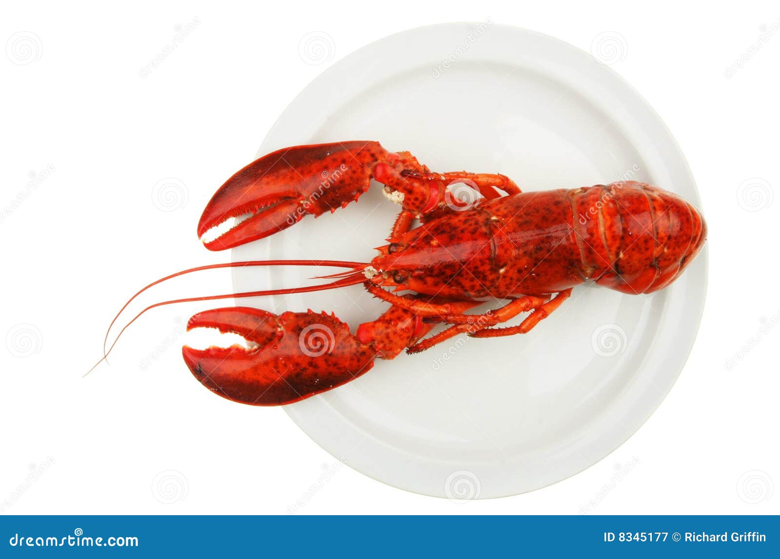 Lobster on plate stock image. Image of claw, fresh, white 8345177