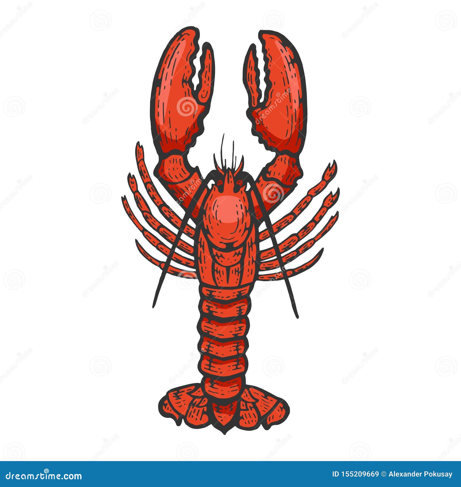 How To Draw Lobster Simple Tutorial