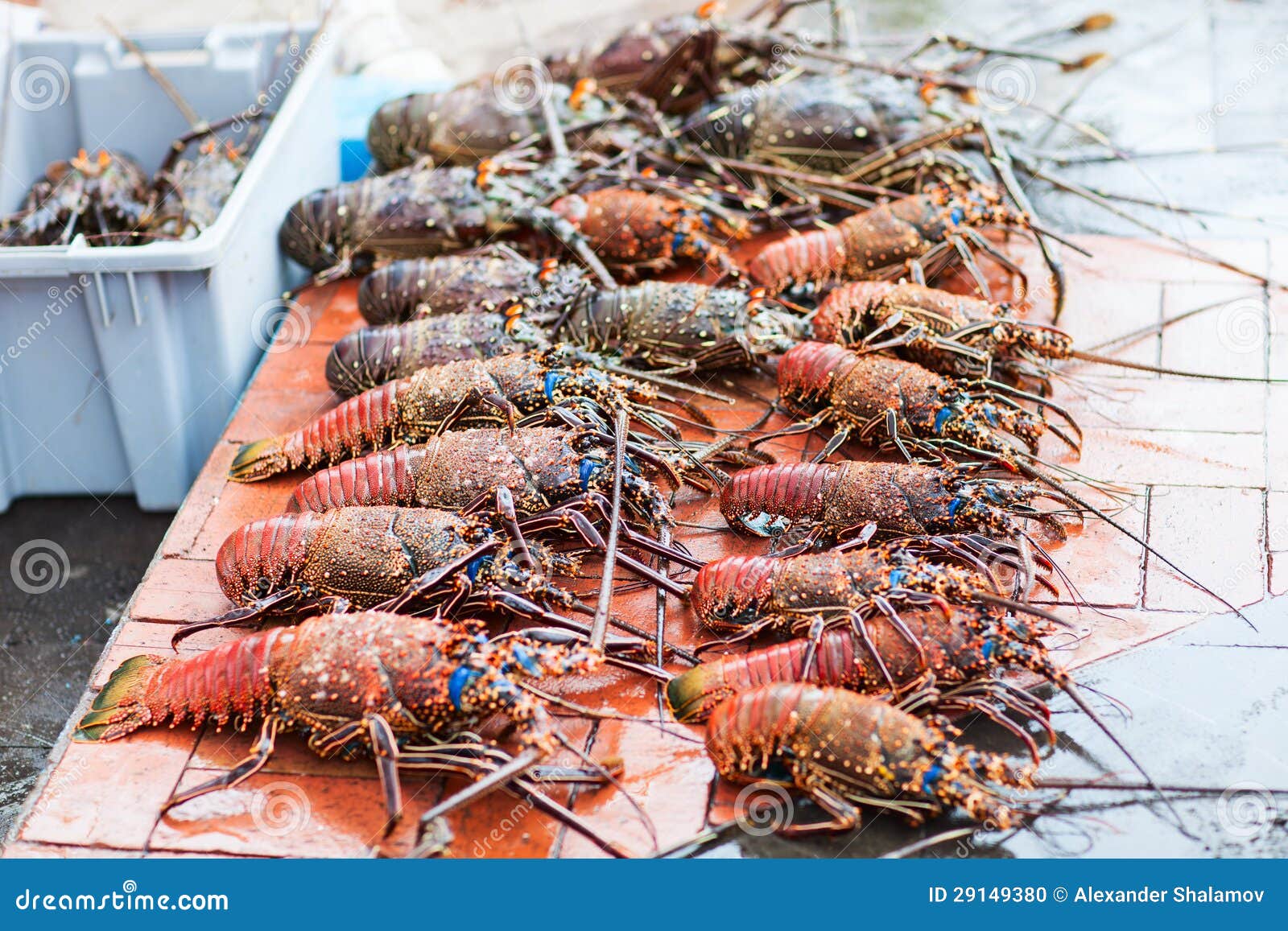 Lobster season stock photo. Image of variety, crayfish 29149380