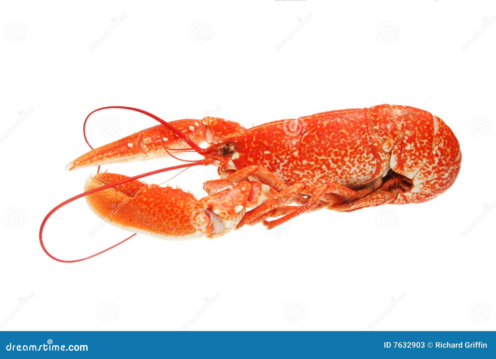 Lobster side view stock image. Image of isolated, view 7632903