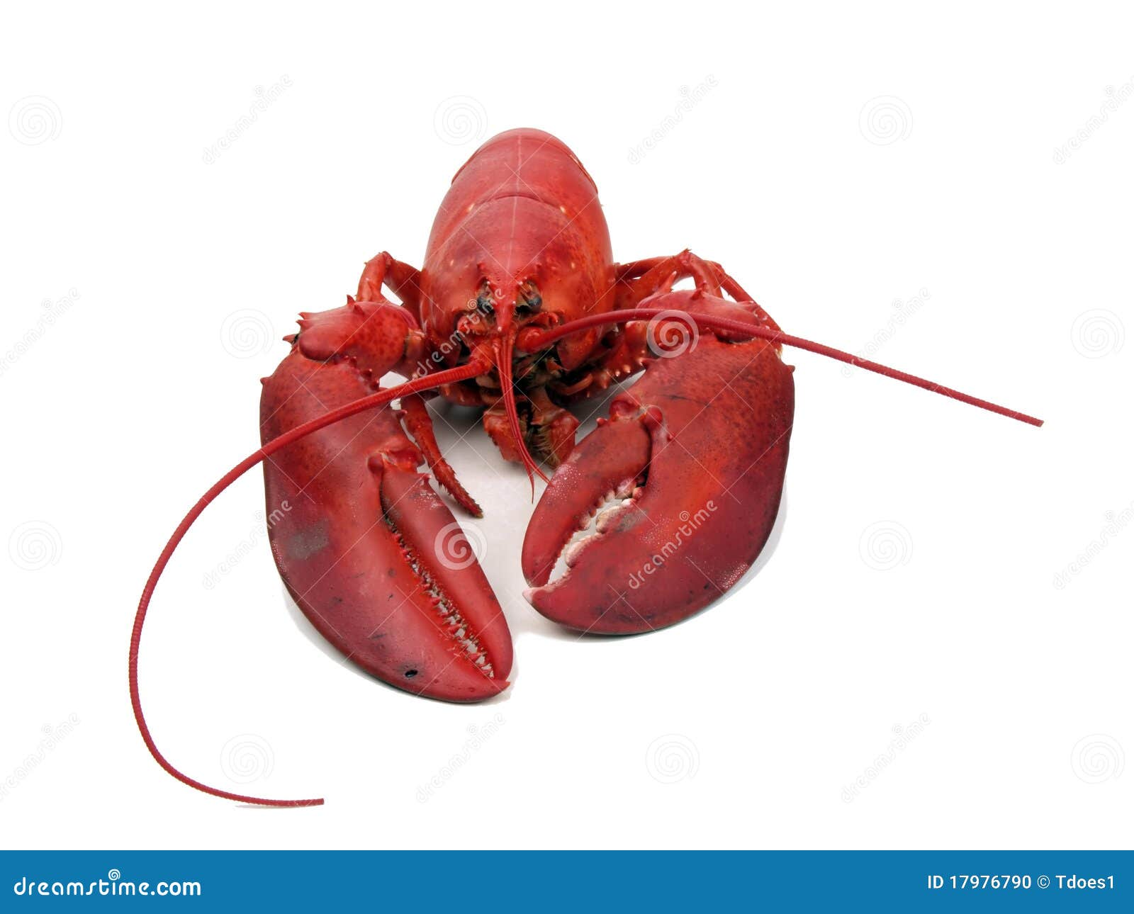 lobster - steamed