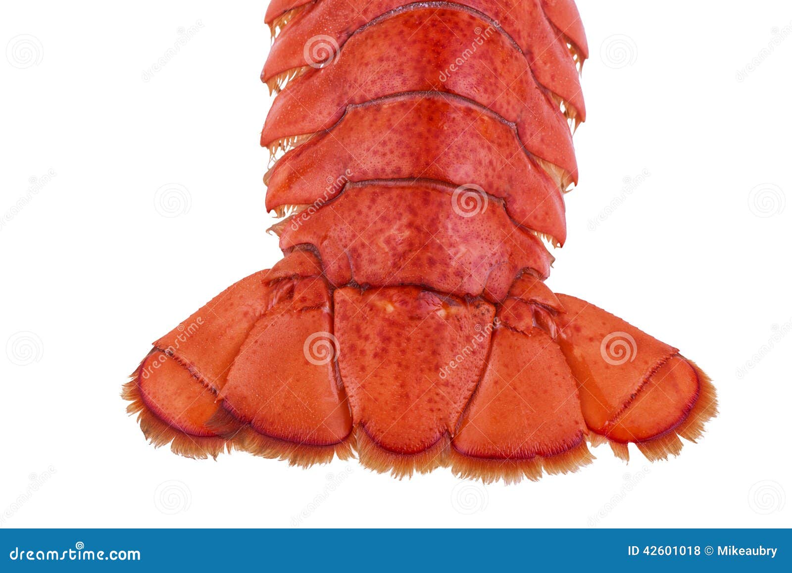 Lobster tail stock photo. Image of meal, luxury, crustacean 42601018