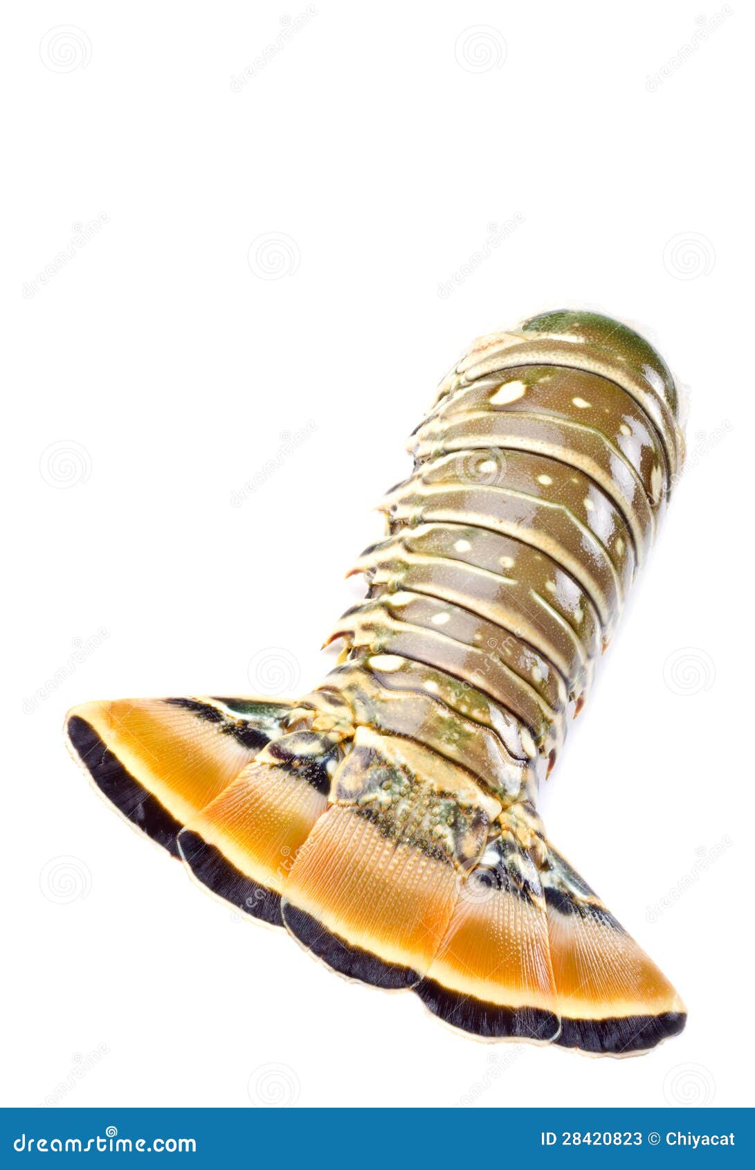 Lobster Tail Isolated on White 2 Stock Image Image of tail