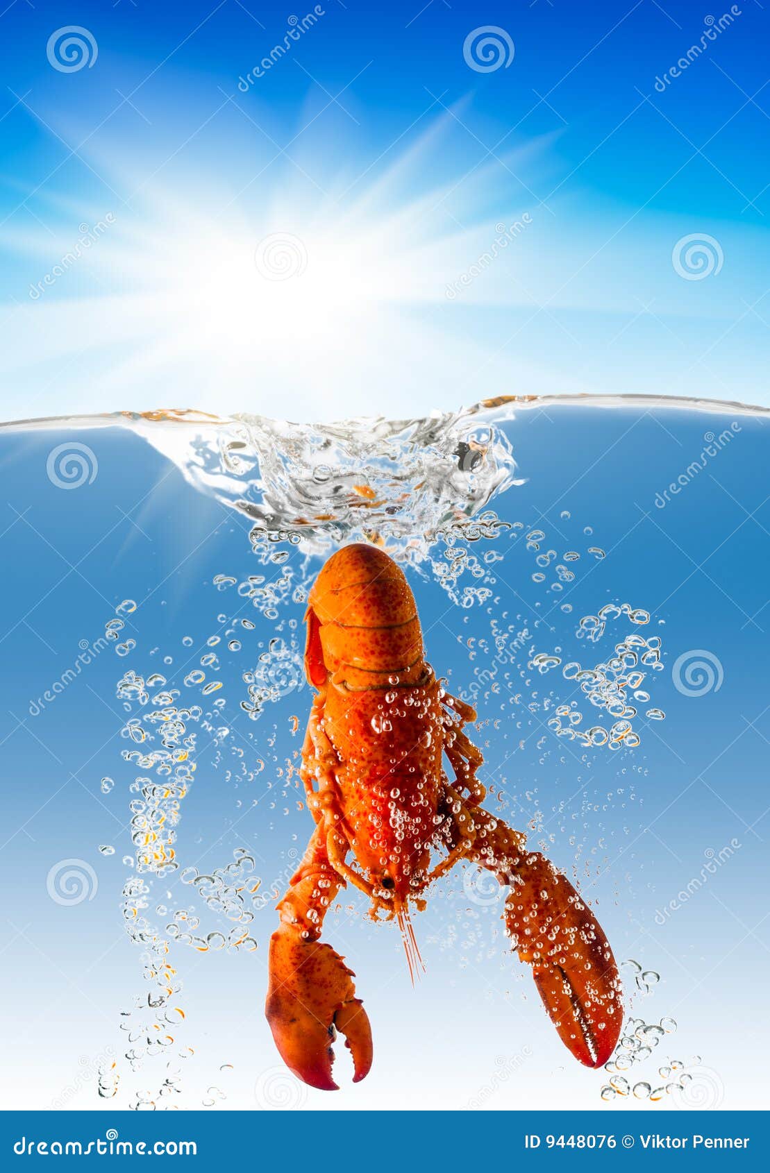 Lobster in water stock photo. Image of culinary, close 9448076