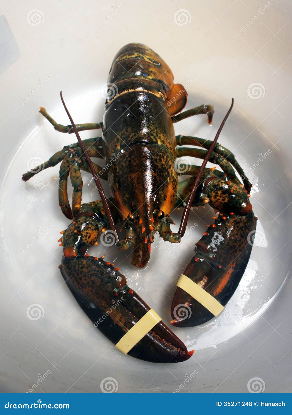 Lobster stock photo. Image of luxury, board, antenna 35271248
