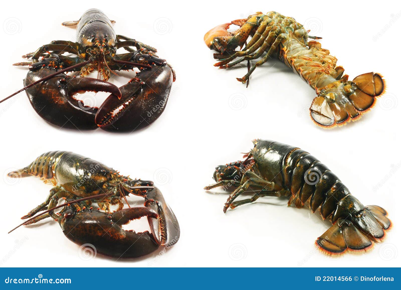 Lobsters stock photo. Image of eyes, diet, lobsters, marine 22014566