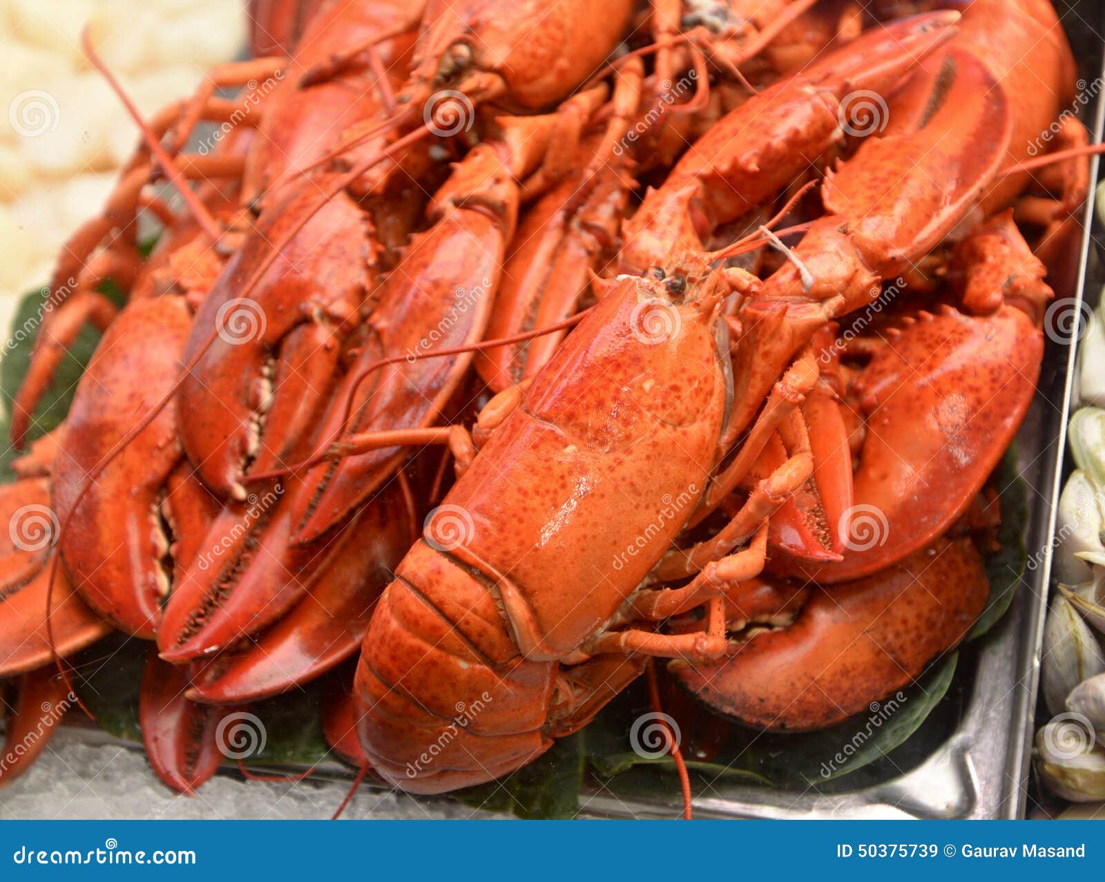 Lobsters Being Sold In Victoria Market Stock Image Image Of Pier Queensland 50375739