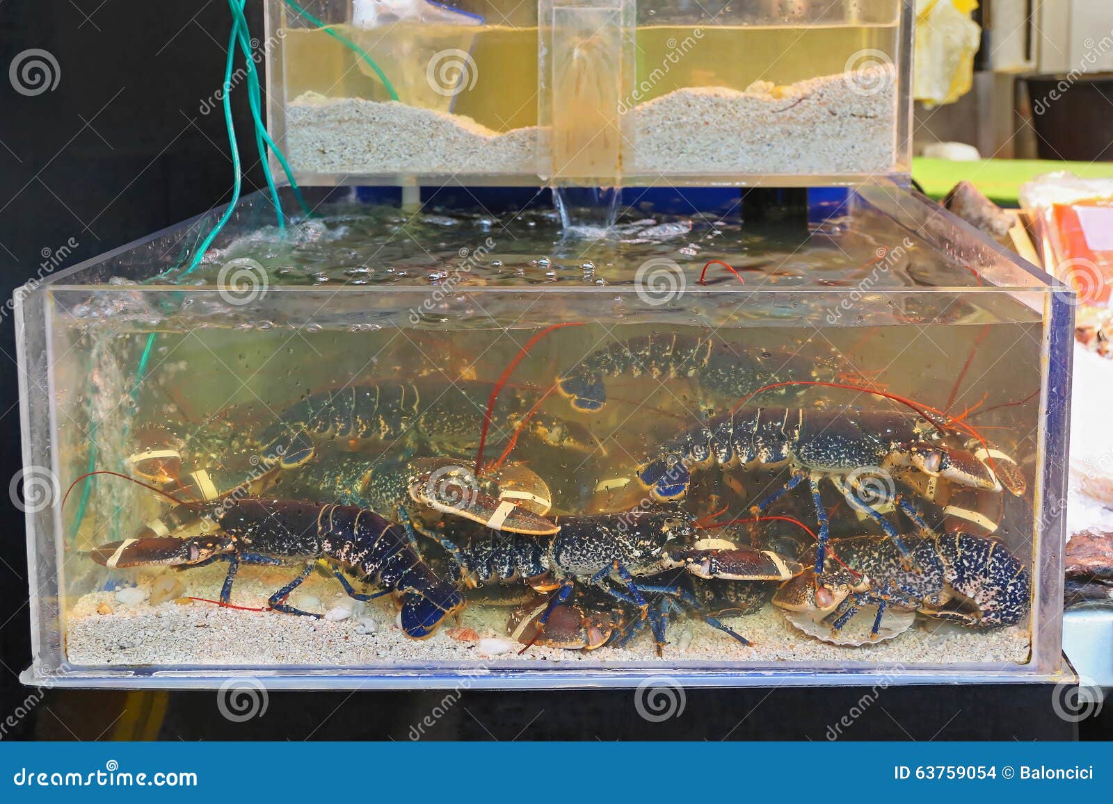 Lobsters in Tank stock photo. Image of lobsters, tails 63759054