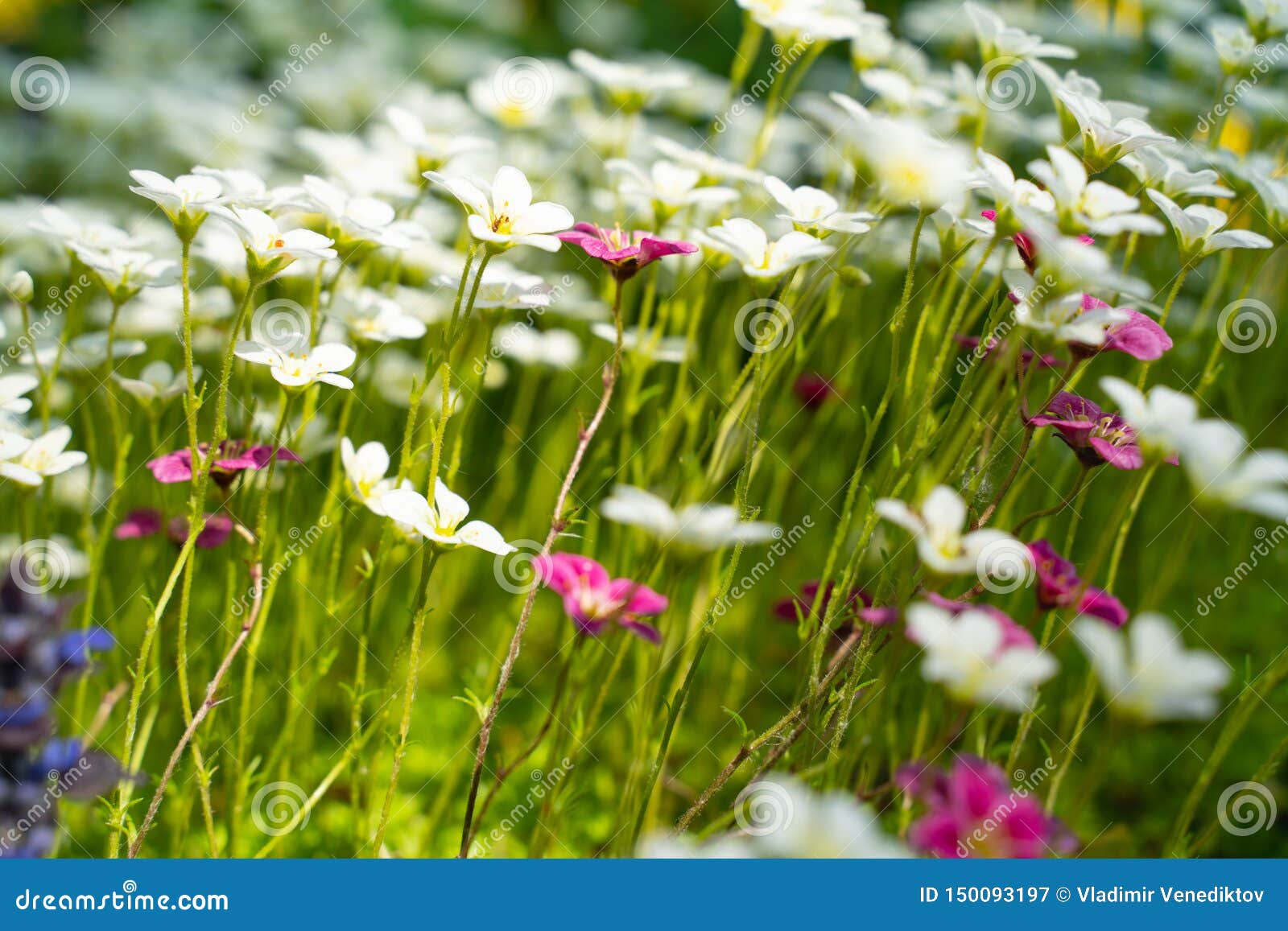 Lobularia Alyssum Flowers In The Flower Bed Decorative Plants Of The Botanical Garden Stock Image Image Of Background Beds 150093197