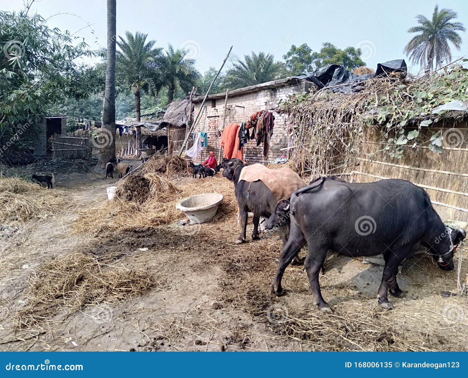 Rural Area of Indian Village with Animals, Trees, Houses and Some Peoples  Editorial Image - Image of village, grazing: 168006135