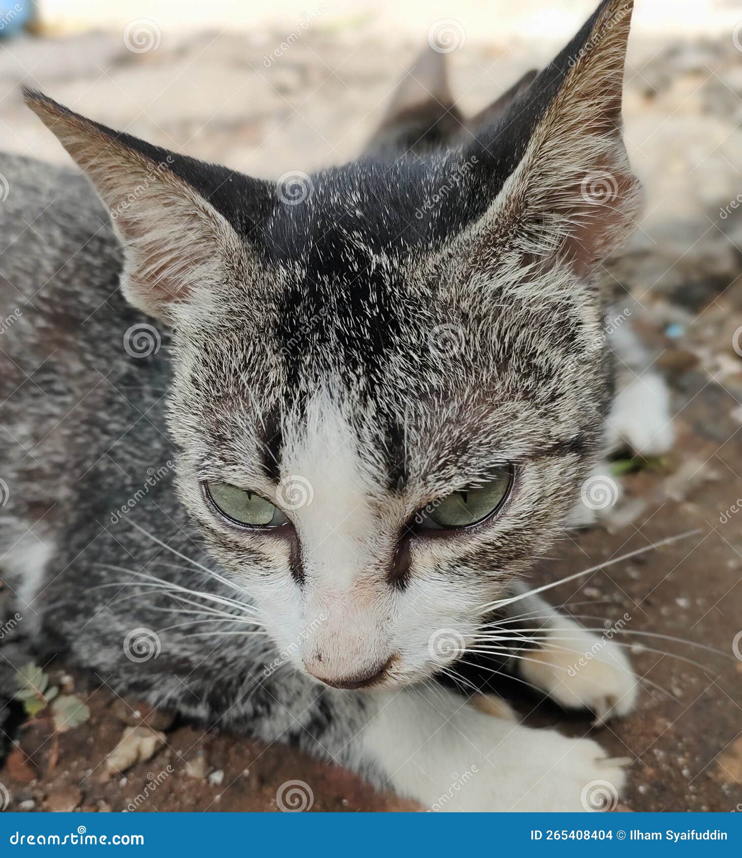 Local Cats face stock photo. Image of display, cats 265408404