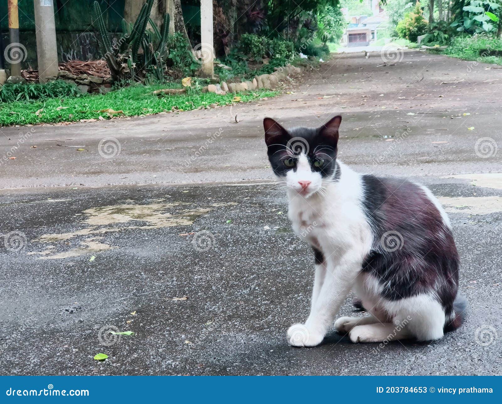 Local Cats are always the Sweetest ! Stock Image Image of grass