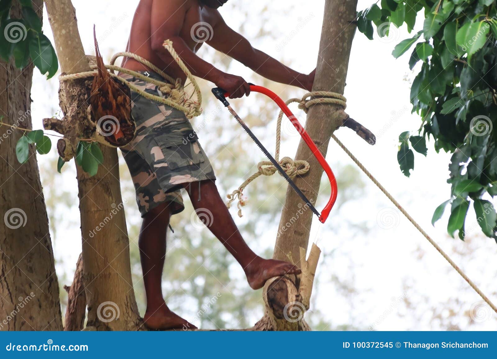 Local Climber are Using a Hand Saw Cut the Branches Stock Image Image