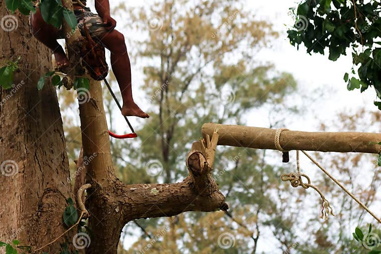 Local Climber are Using a Hand Saw Cut the Branches Stock Photo Image