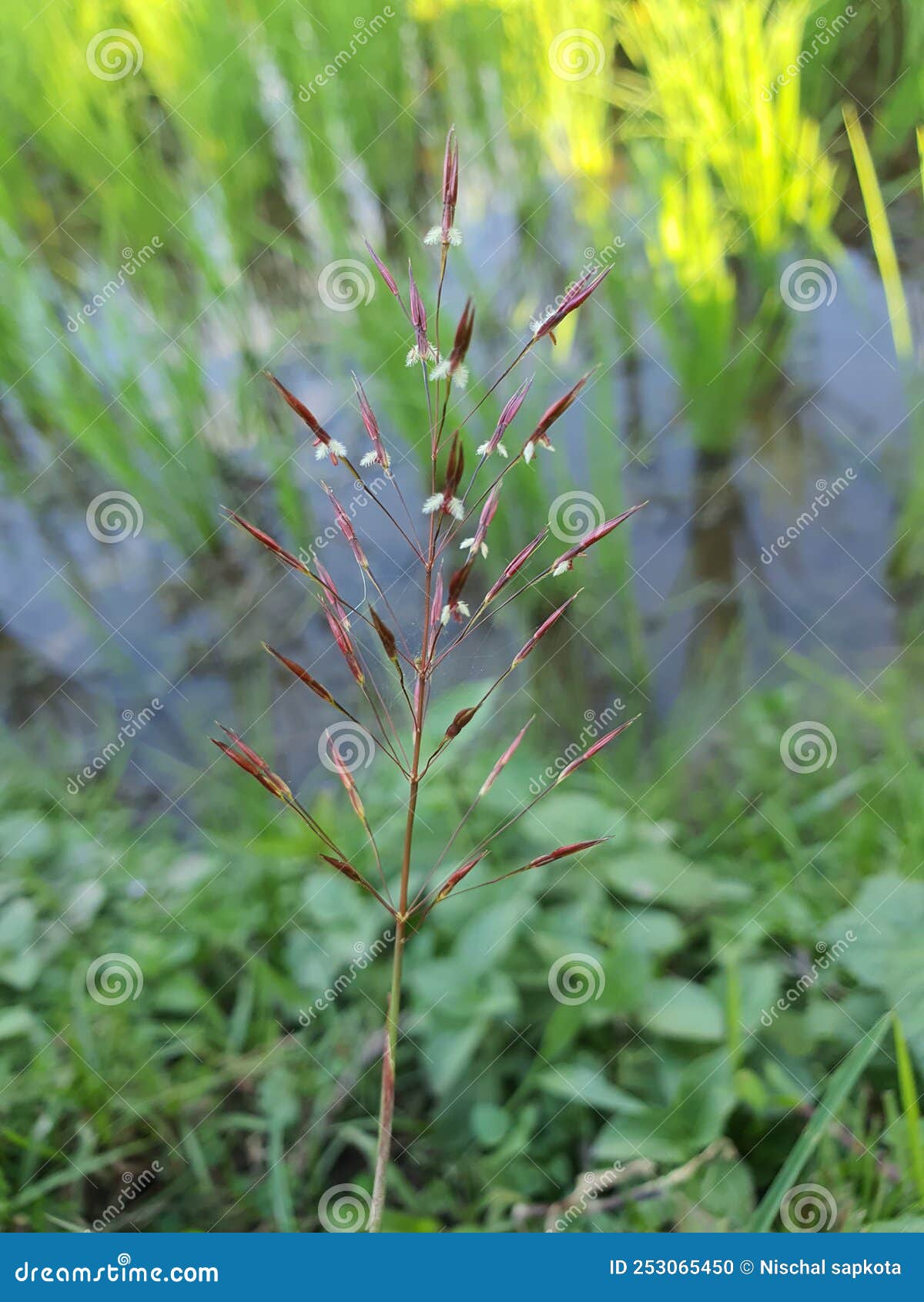 local name : kuroÃ°Å¸ÅÂ¼

scientific name:ÃÂ bidens pilosa

higher classification:ÃÂ spanish needle