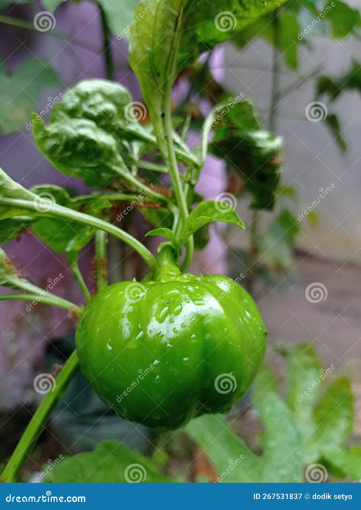 Local paprika vegetables stock image. Image of dish 267531837